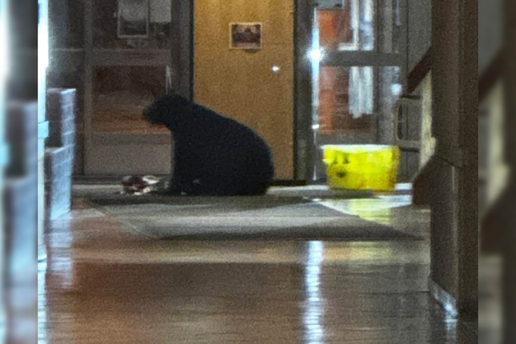 Black bear that wandered into JBER hospital killed, officials confirm
